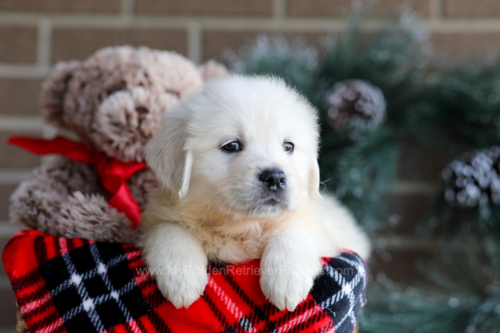 Kelsey Image of Kelsey, a Golden Retriever puppy