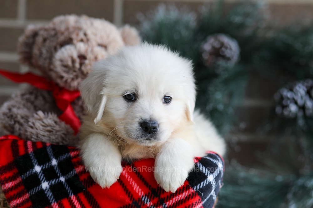Kelsey Image of Kelsey, a Golden Retriever puppy
