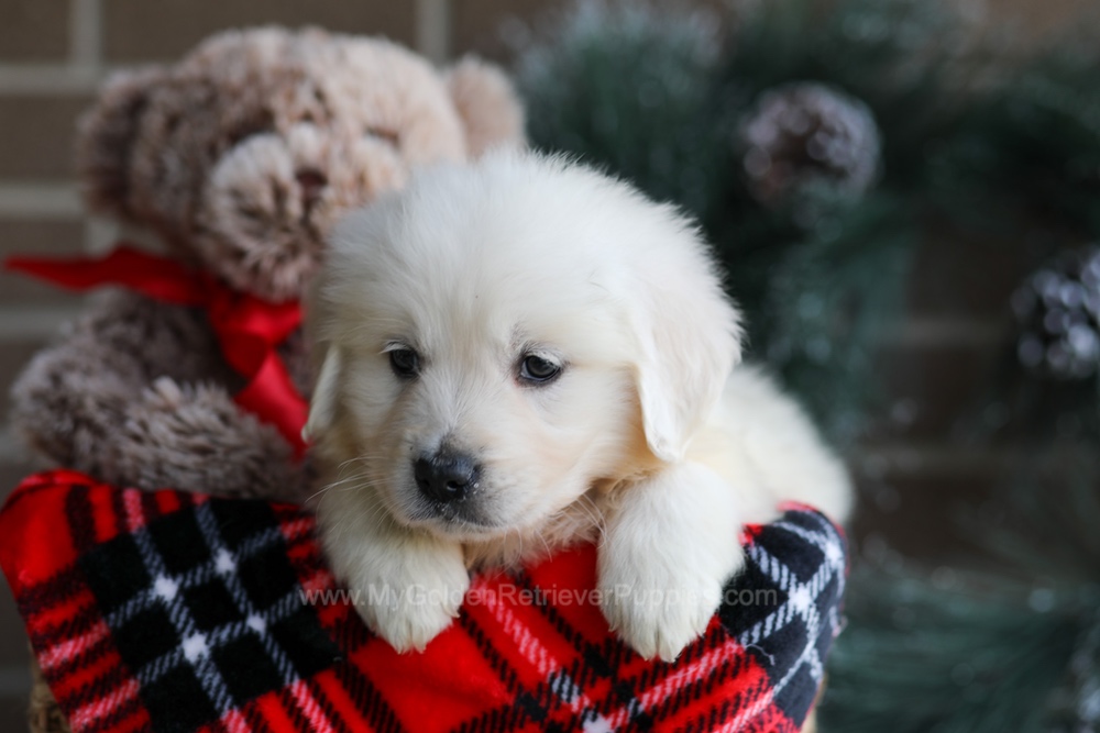 Kelsey Image of Kelsey, a Golden Retriever puppy