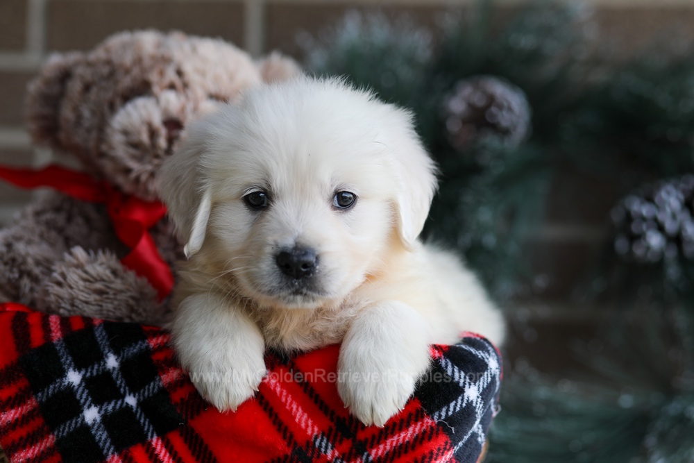 Kelsey Image of Kelsey, a Golden Retriever puppy