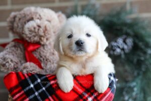 Image of Kim, a Golden Retriever puppy