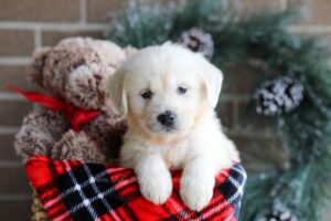 Image of Kip, a Golden Retriever puppy