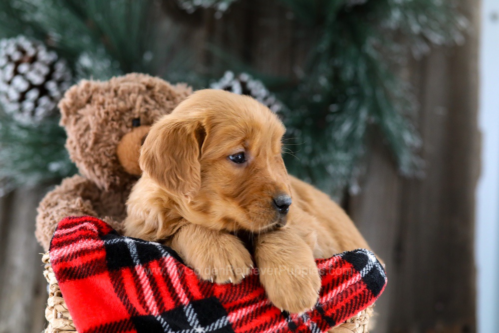 Lady Image of Lady, a Golden Retriever puppy