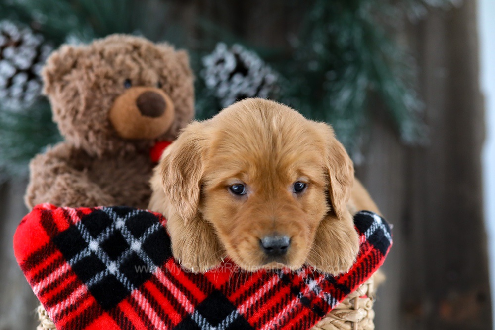 Lady Image of Lady, a Golden Retriever puppy