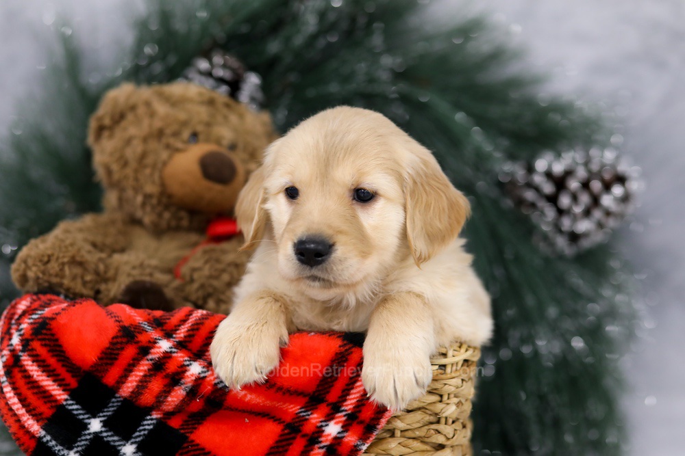 Millie Image of Millie, a Golden Retriever puppy