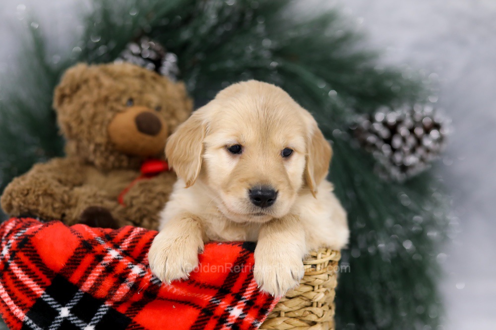 Millie Image of Millie, a Golden Retriever puppy