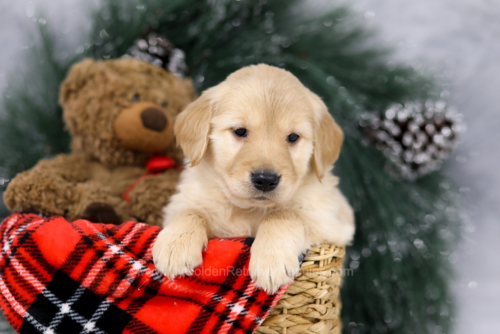 Millie Image of Millie, a Golden Retriever puppy
