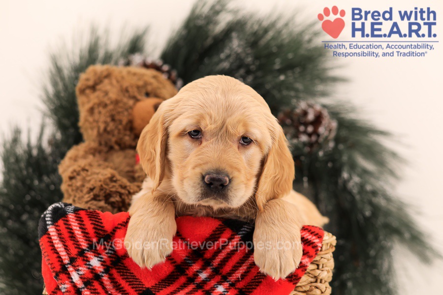 Muffin Image of Muffin, a Golden Retriever puppy