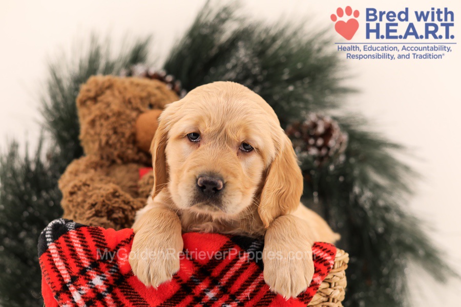 Muffin Image of Muffin, a Golden Retriever puppy