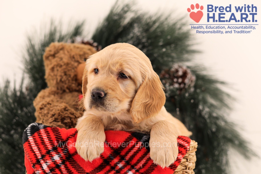 Muffin Image of Muffin, a Golden Retriever puppy