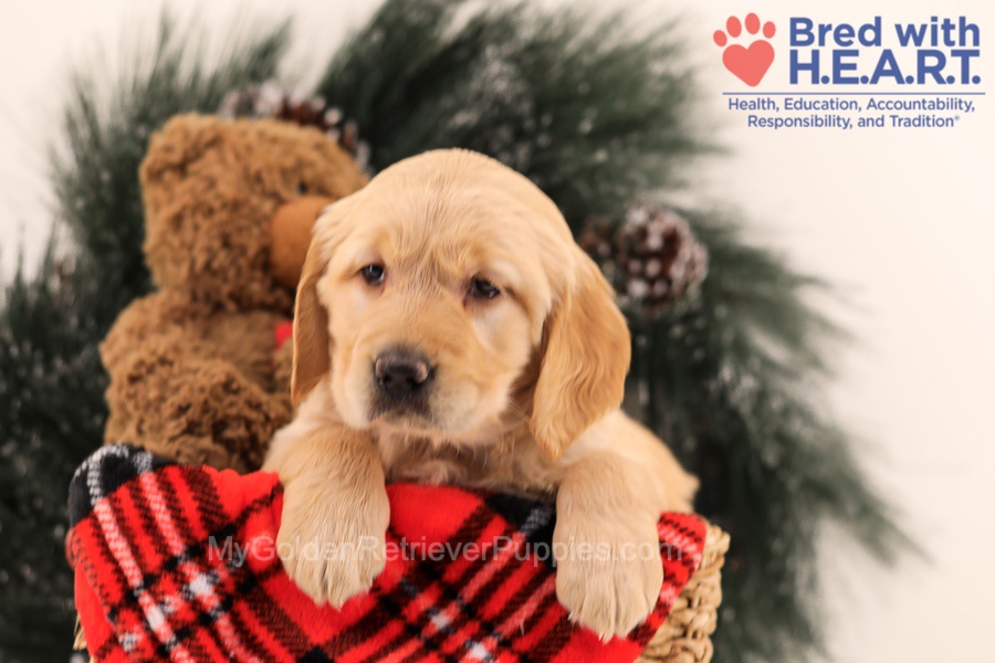 Muffin Image of Muffin, a Golden Retriever puppy