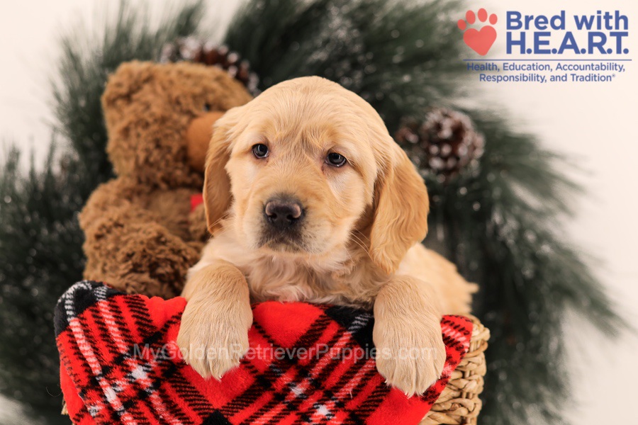 Muffin Image of Muffin, a Golden Retriever puppy