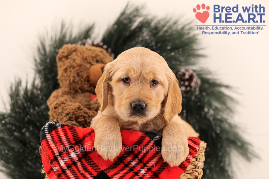 Muffin Image of Muffin, a Golden Retriever puppy