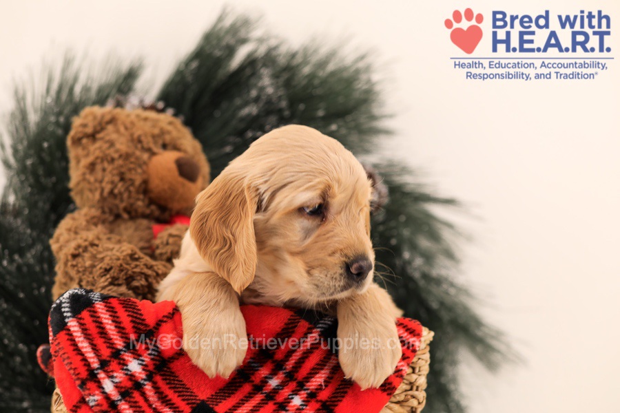Muffin Image of Muffin, a Golden Retriever puppy