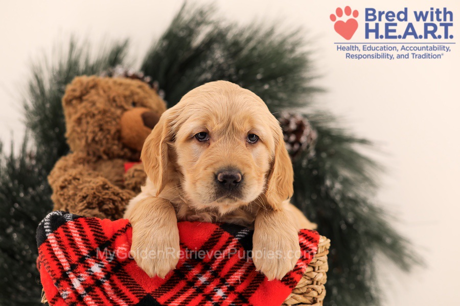 Muffin Image of Muffin, a Golden Retriever puppy