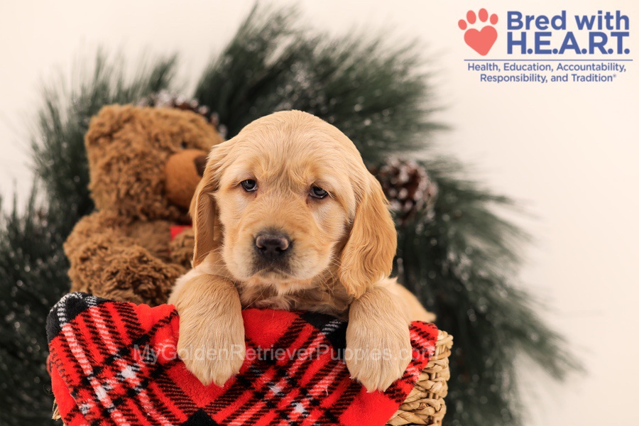 Muffin Image of Muffin, a Golden Retriever puppy