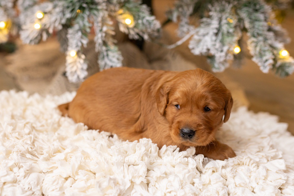 Saint Image of Saint, a Golden Retriever puppy