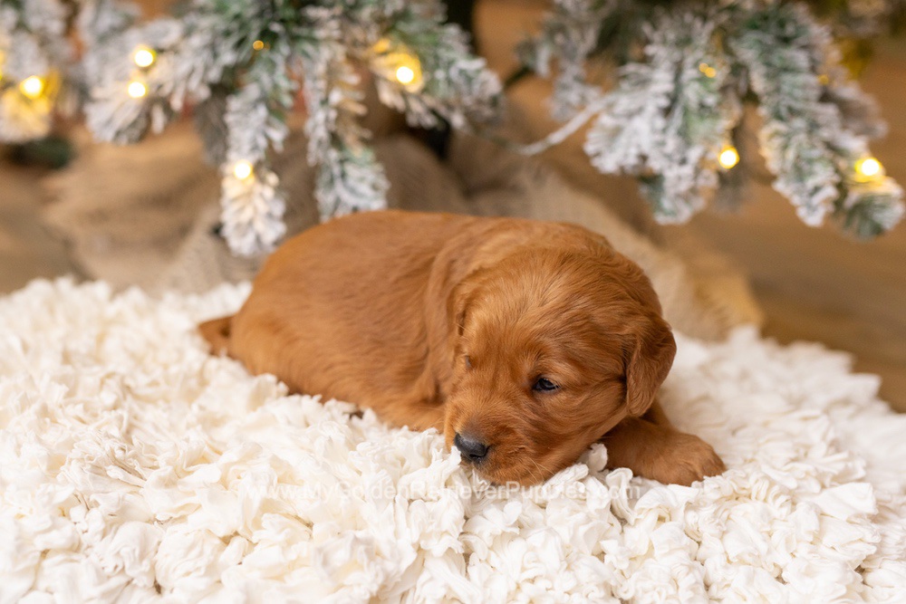 Saint Image of Saint, a Golden Retriever puppy