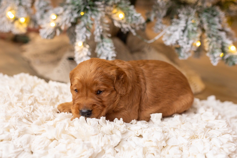 Saint Image of Saint, a Golden Retriever puppy