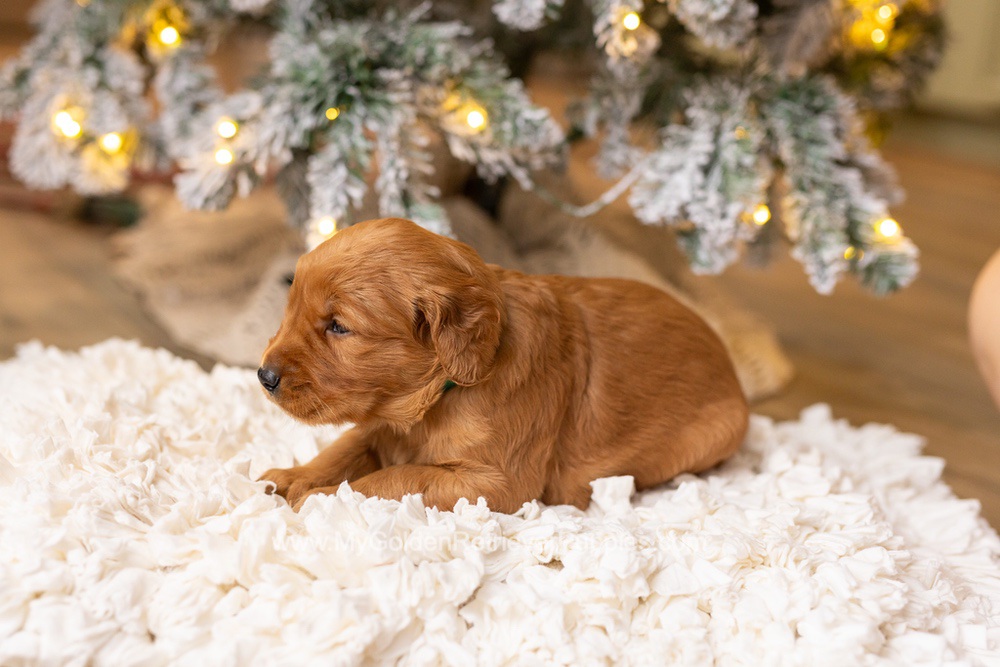 Saint Image of Saint, a Golden Retriever puppy