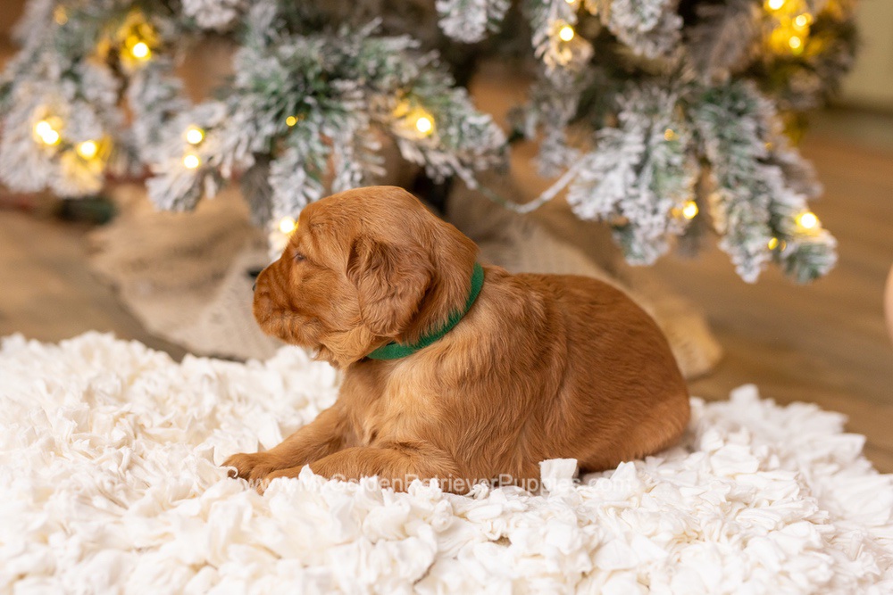Saint Image of Saint, a Golden Retriever puppy
