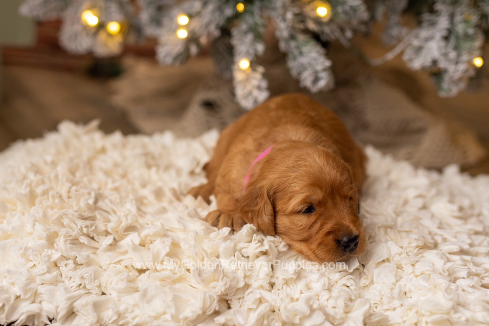 Sami Image of Sami, a Golden Retriever puppy