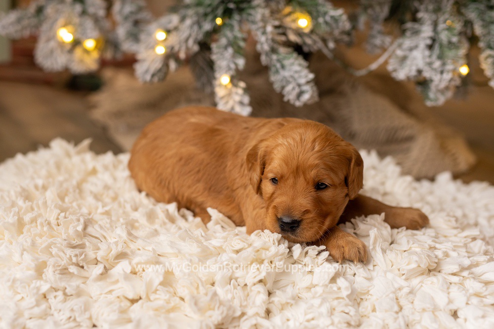 Sami Image of Sami, a Golden Retriever puppy