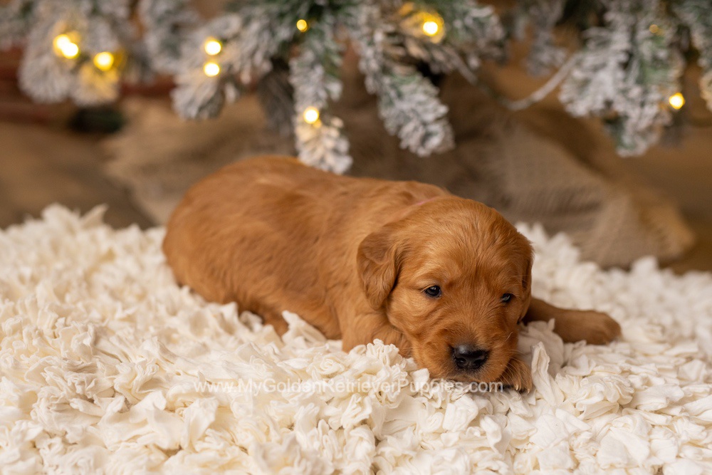 Sami Image of Sami, a Golden Retriever puppy