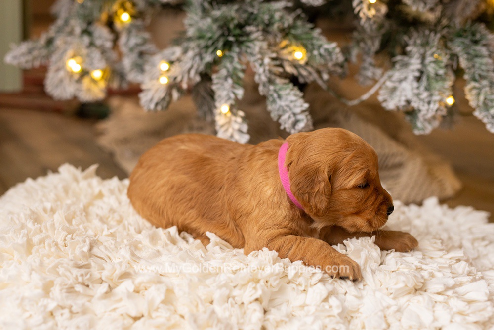 Sami Image of Sami, a Golden Retriever puppy