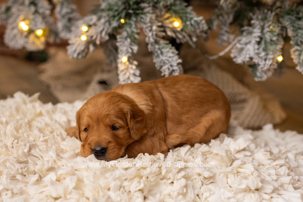 Sami Image of Sami, a Golden Retriever puppy
