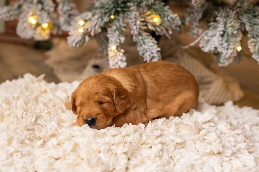 Sami Image of Sami, a Golden Retriever puppy