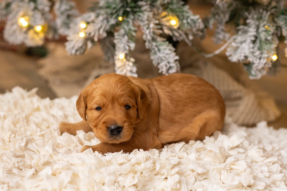 Sami Image of Sami, a Golden Retriever puppy