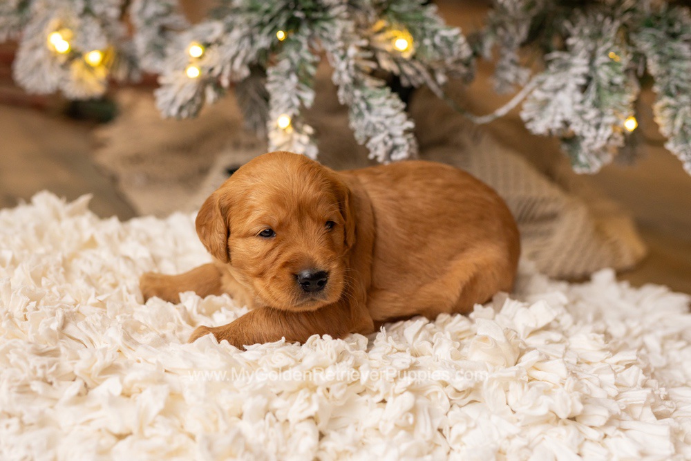 Sami Image of Sami, a Golden Retriever puppy