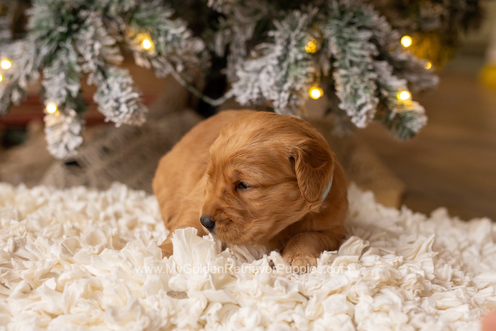 Serena Image of Serena, a Golden Retriever puppy