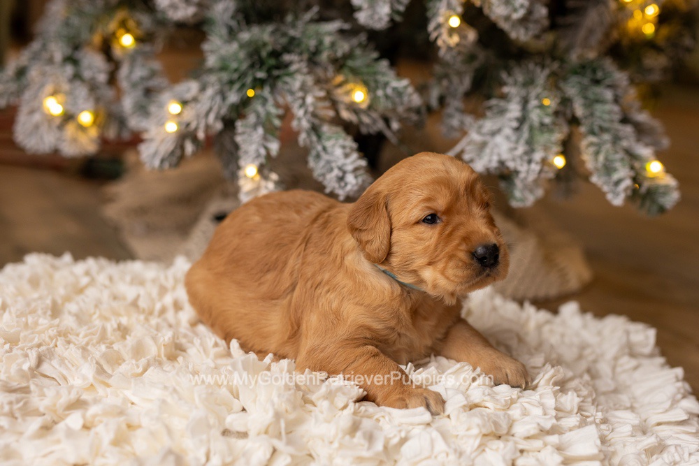 Serena Image of Serena, a Golden Retriever puppy