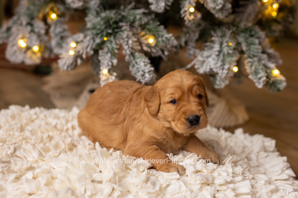 Serena Image of Serena, a Golden Retriever puppy