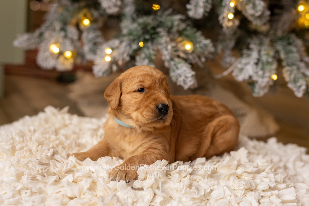 Serena Image of Serena, a Golden Retriever puppy