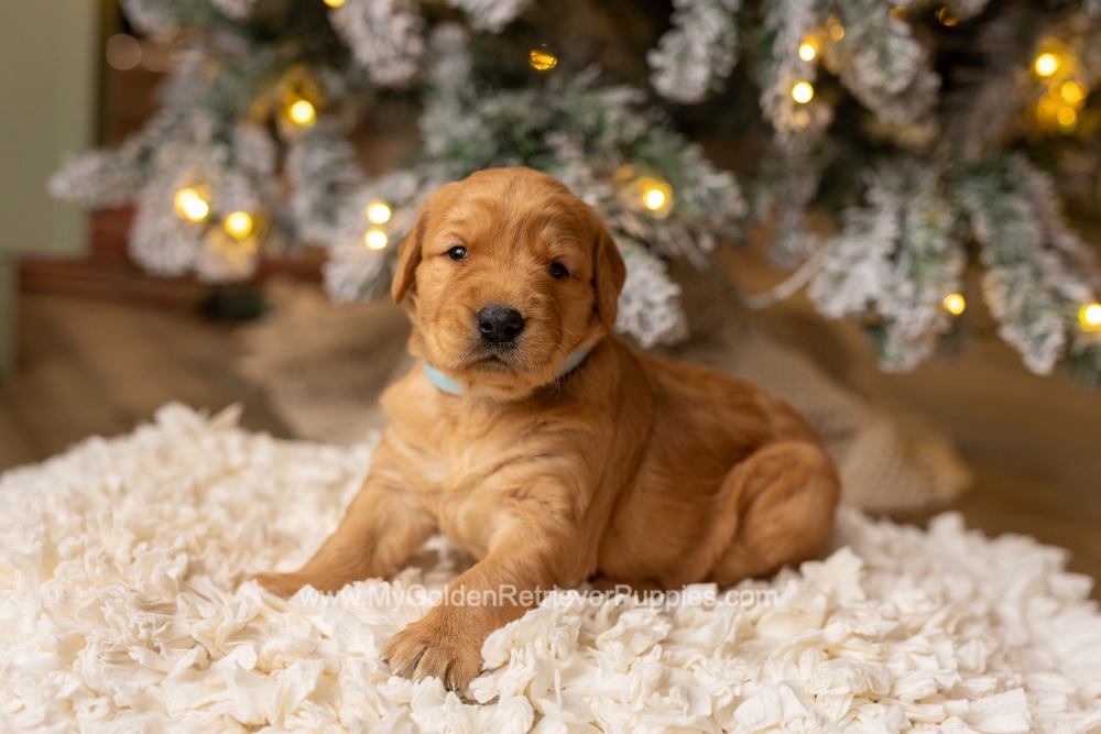 Serena Image of Serena, a Golden Retriever puppy