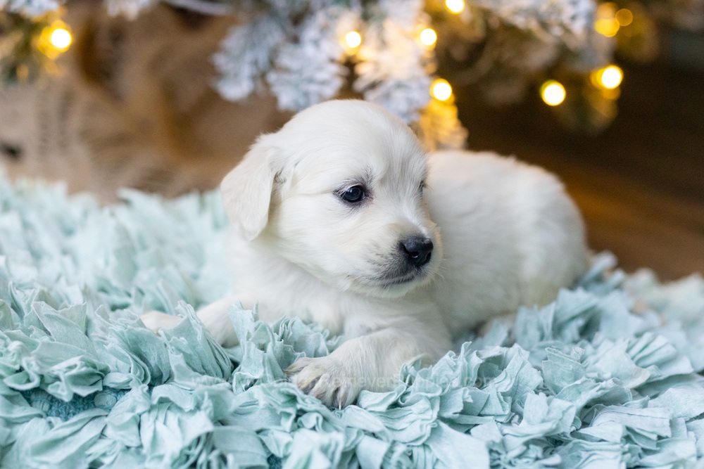 Shimmer Image of Shimmer, a Golden Retriever puppy