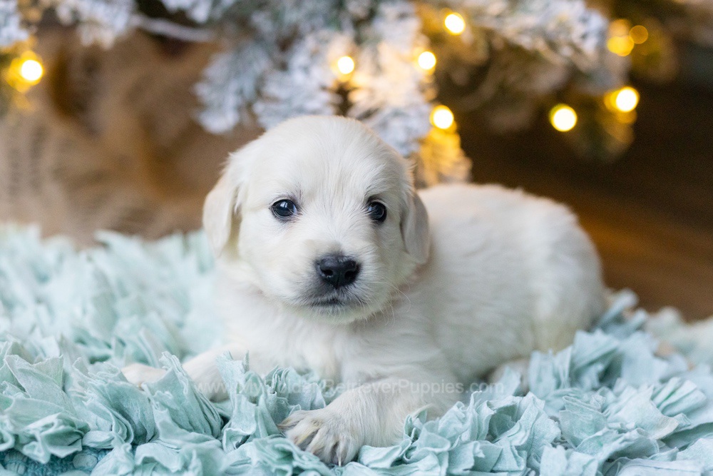 Shimmer Image of Shimmer, a Golden Retriever puppy