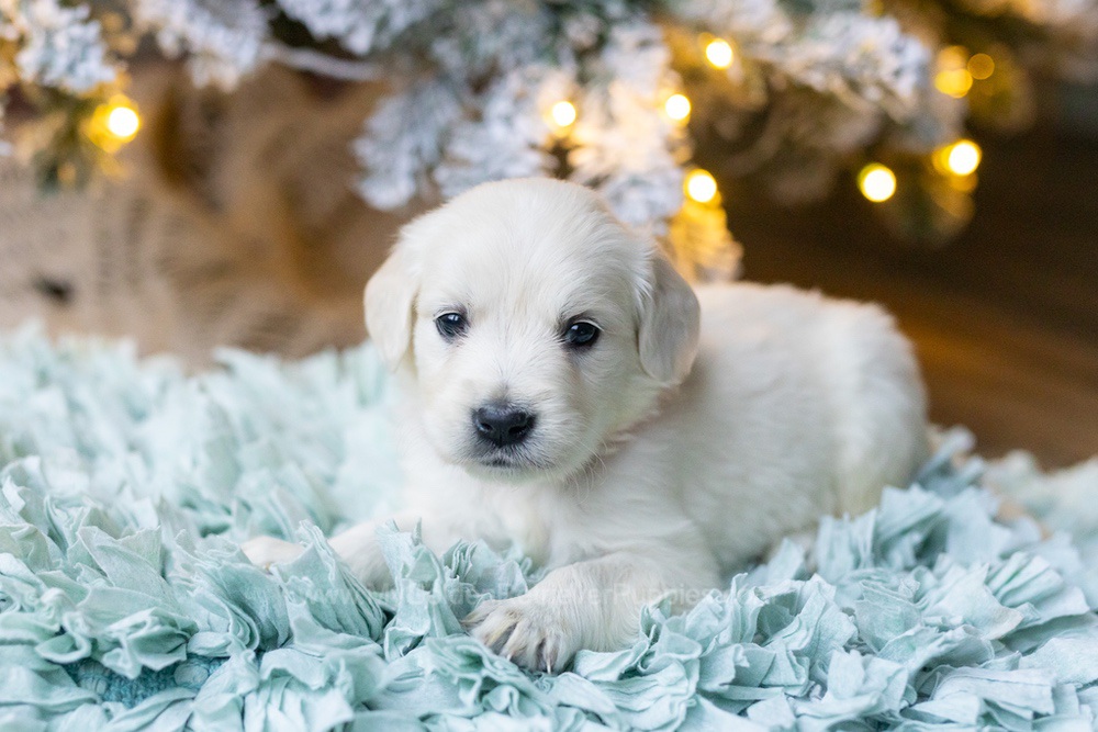 Shimmer Image of Shimmer, a Golden Retriever puppy