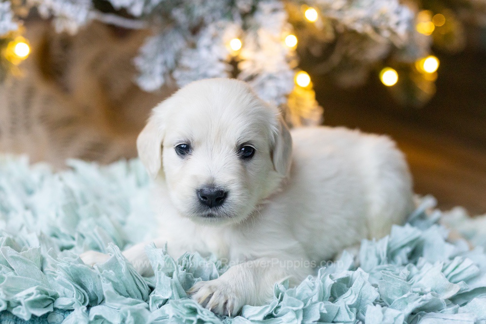 Shimmer Image of Shimmer, a Golden Retriever puppy
