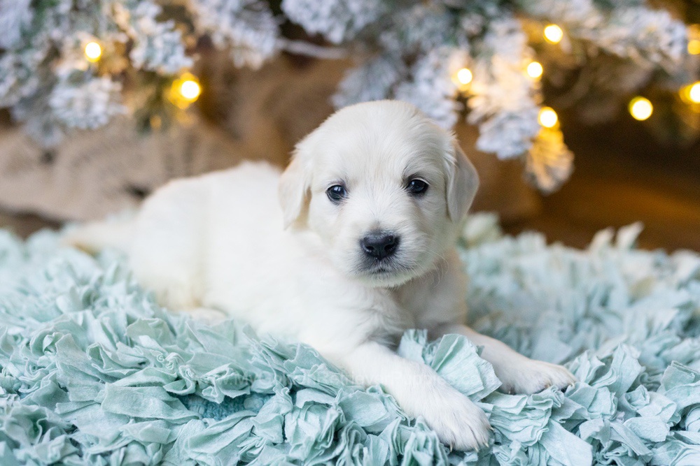 Shimmer Image of Shimmer, a Golden Retriever puppy