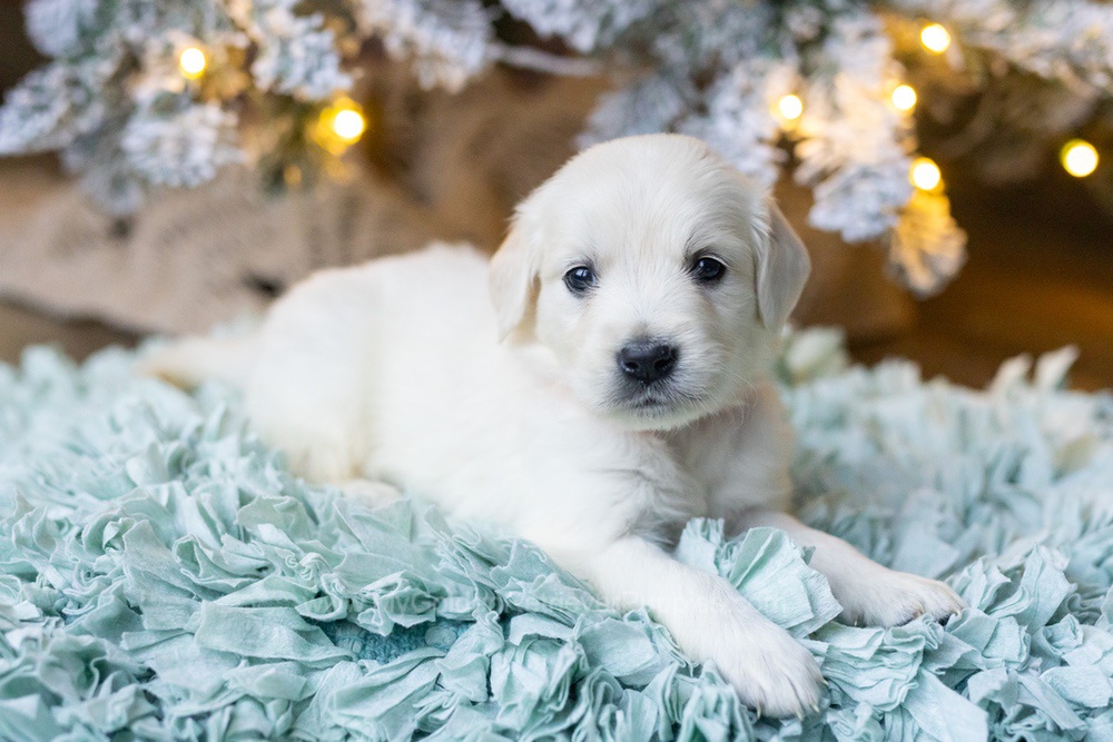 Shimmer Image of Shimmer, a Golden Retriever puppy