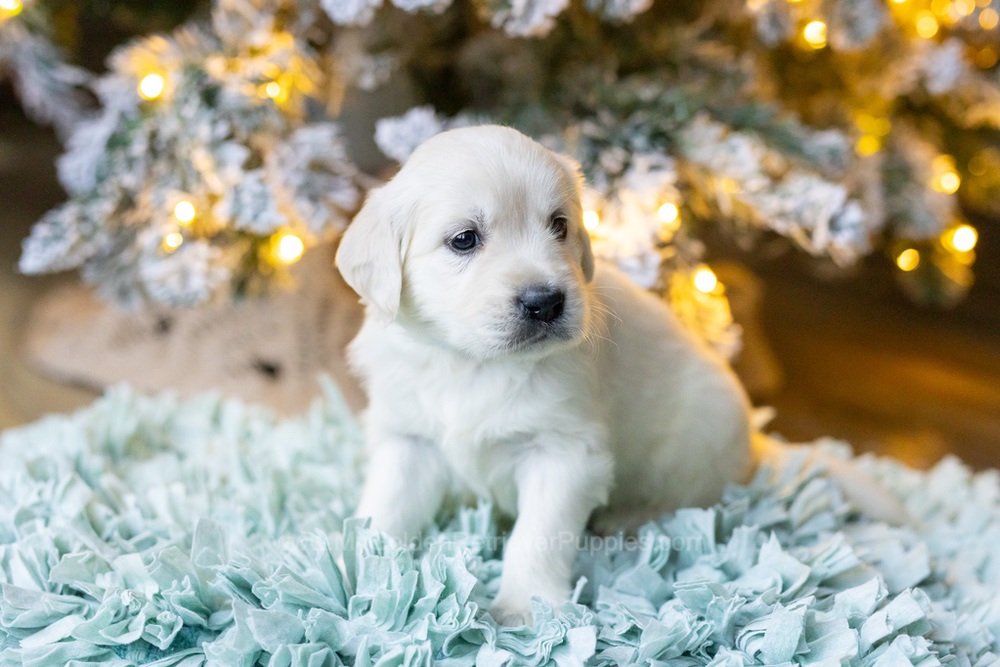 Sugar Image of Sugar, a Golden Retriever puppy