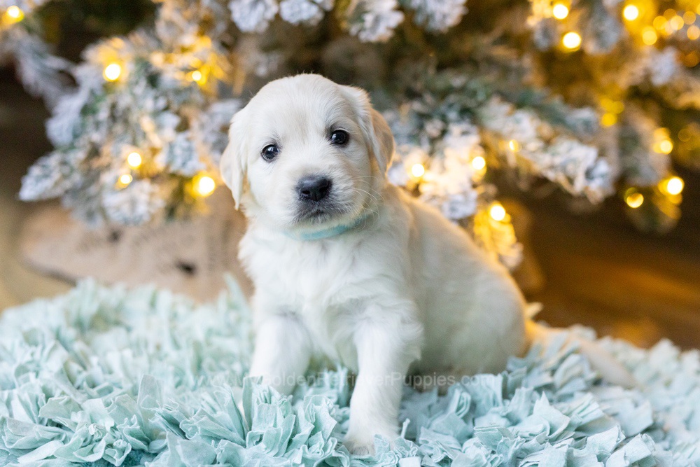 Sugar Image of Sugar, a Golden Retriever puppy