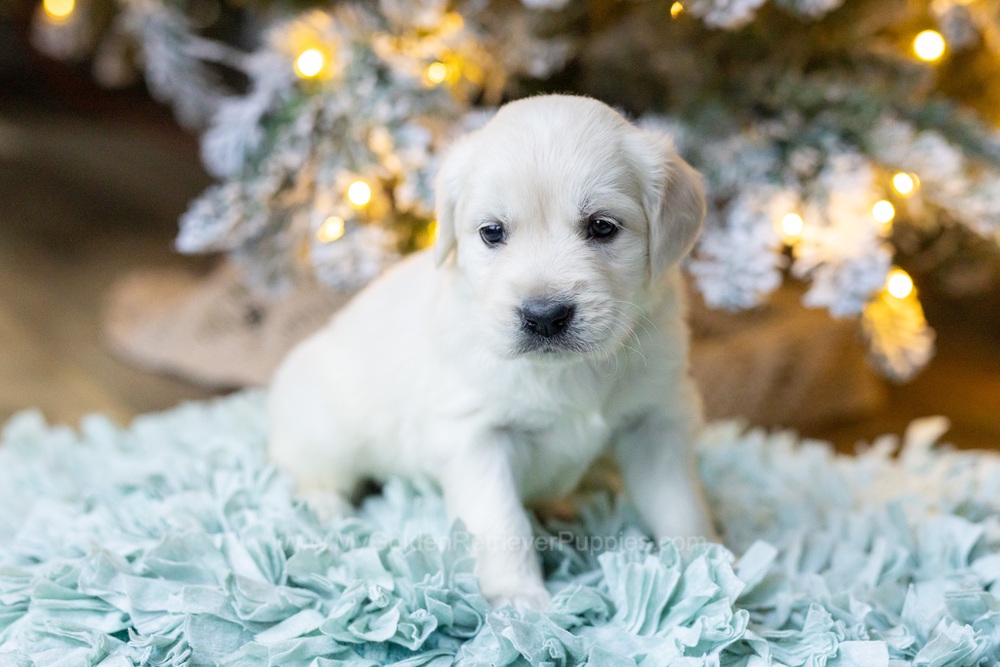 Sugar Image of Sugar, a Golden Retriever puppy