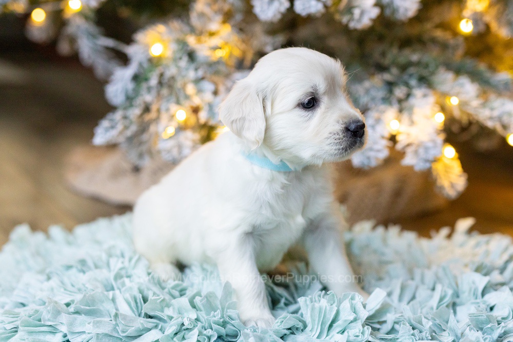 Sugar Image of Sugar, a Golden Retriever puppy