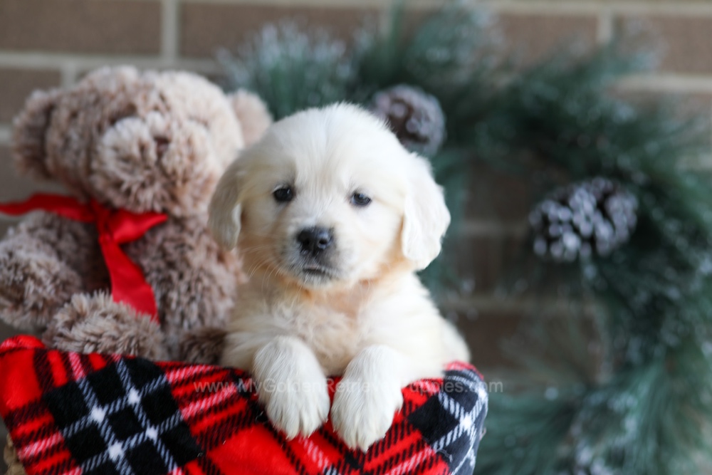 Kiki Image of Kiki, a Golden Retriever puppy