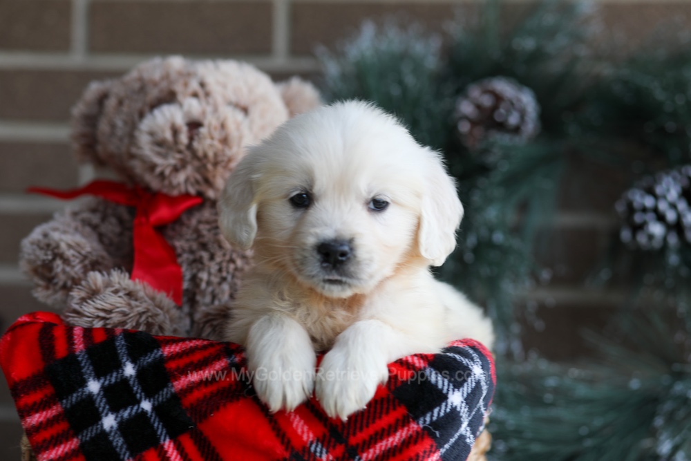 Kiki Image of Kiki, a Golden Retriever puppy